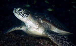 North Sulawesi-2018-DSC04366_rc- Green turtleTortue Verte - Chelonia mydas